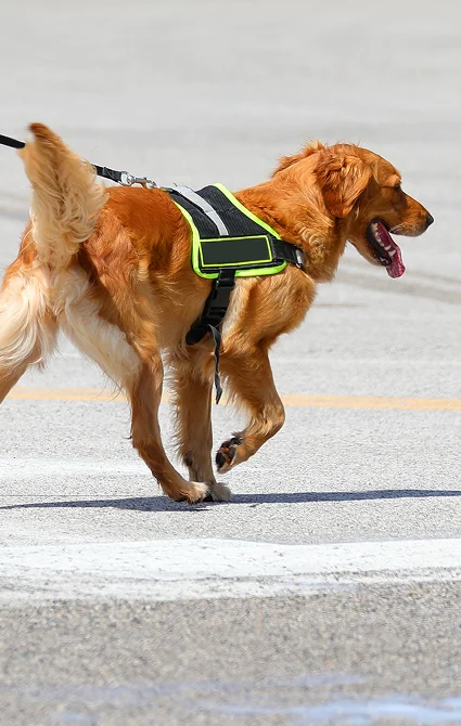 Ignitable Liquid Detection Canines